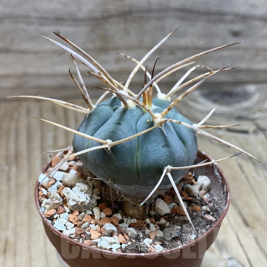 SH18257 Gymnocalycium armatum - immagine 2