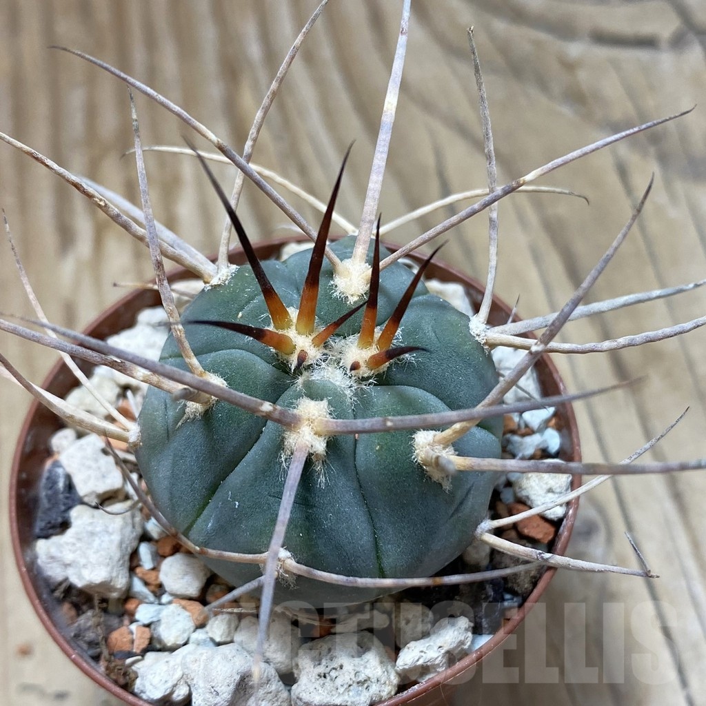 SH18258 Gymnocalycium armatum