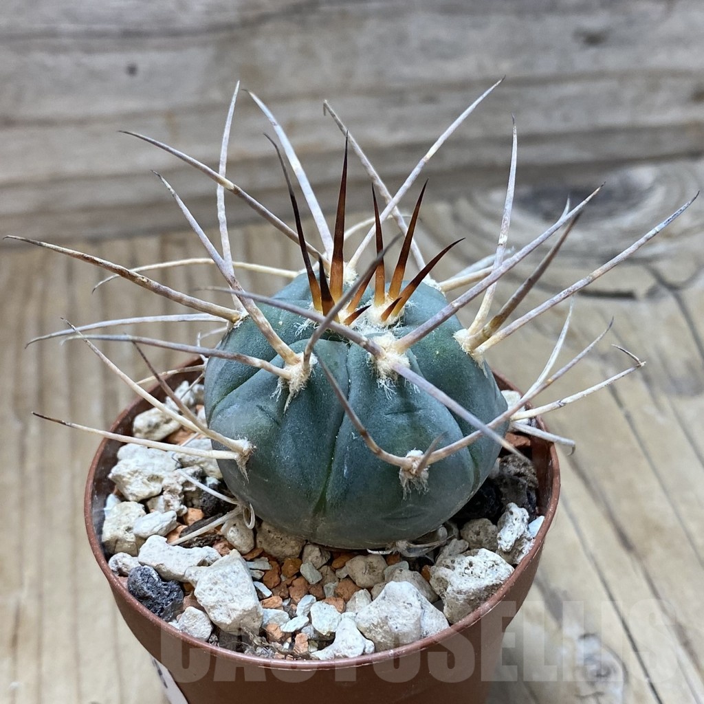 SH18258 Gymnocalycium armatum - immagine 2