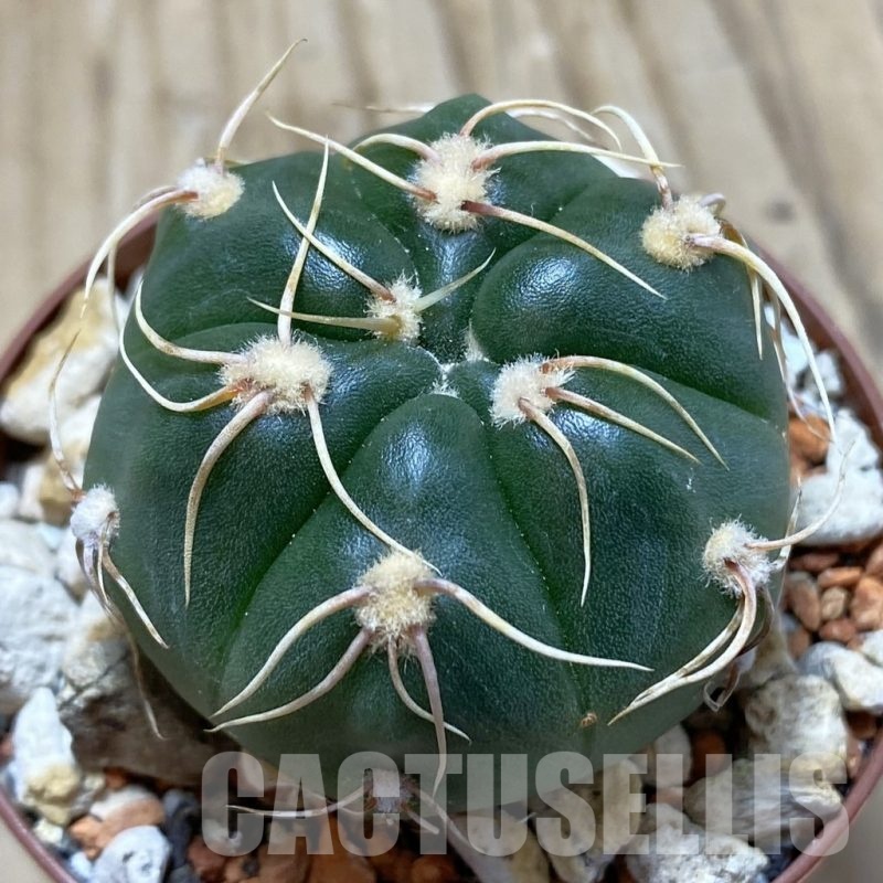 SH18259 Gymnocalycium denudatum 'Jan Suba'