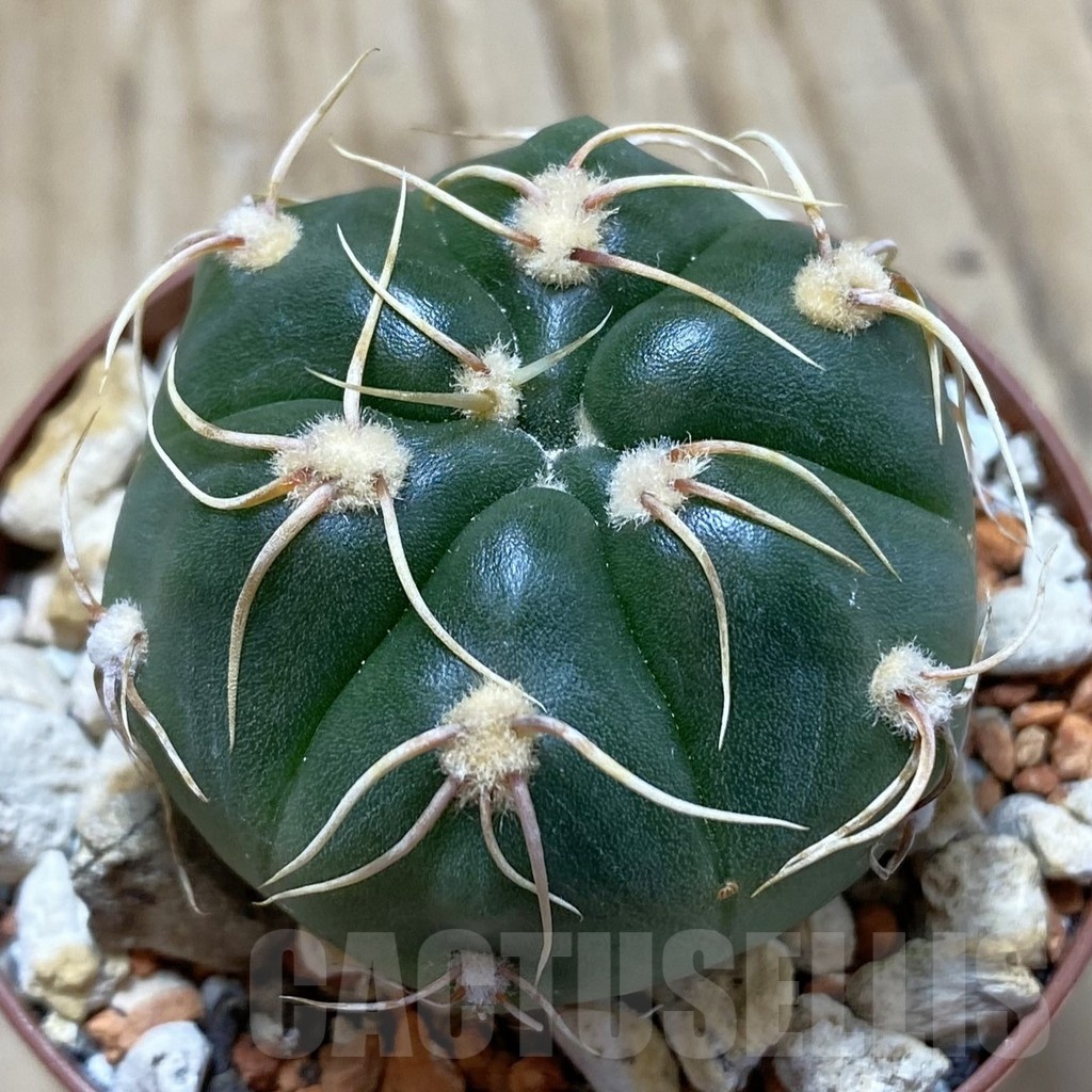 SH18259 Gymnocalycium denudatum 'Jan Suba'