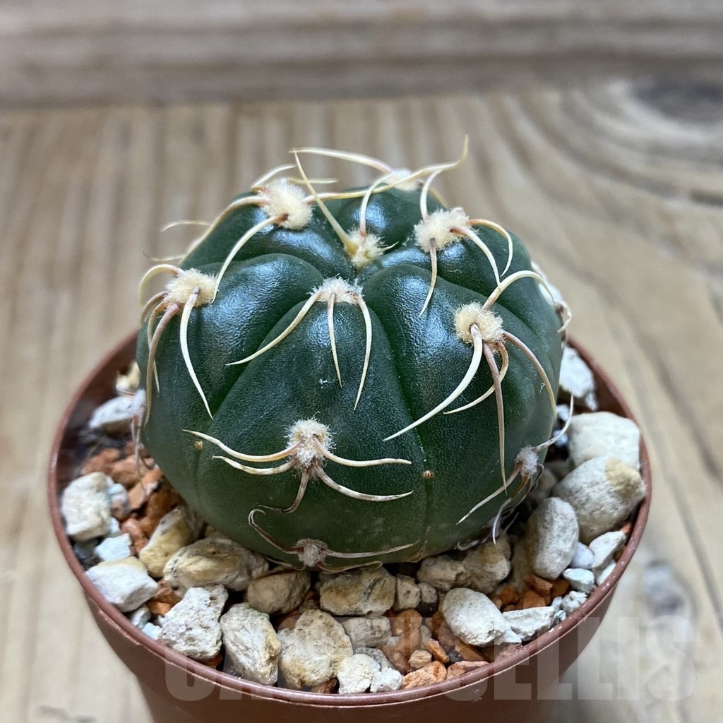 SH18259 Gymnocalycium denudatum 'Jan Suba' - Imagen 2