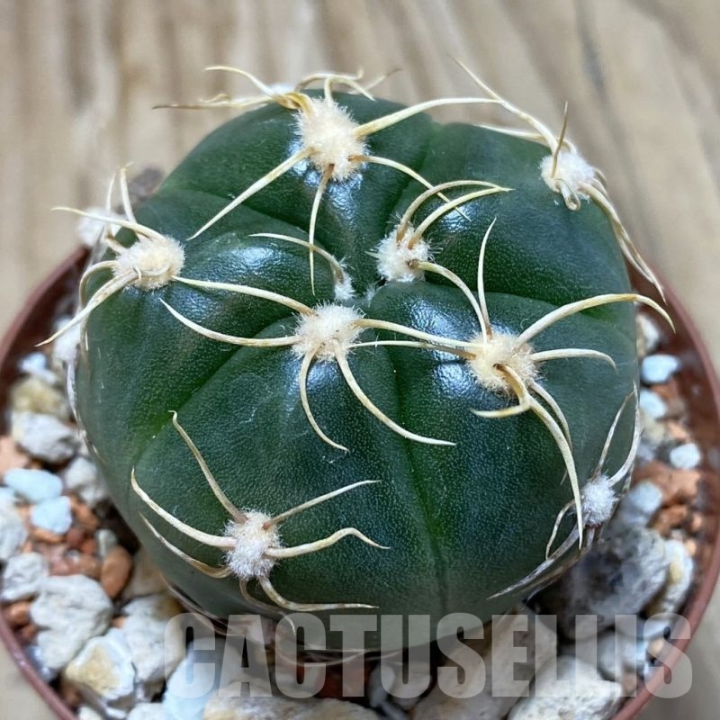 SH18260 Gymnocalycium denudatum 'Jan Suba'
