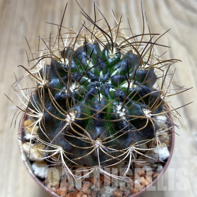 SH18227 Eriosyce taltalensis