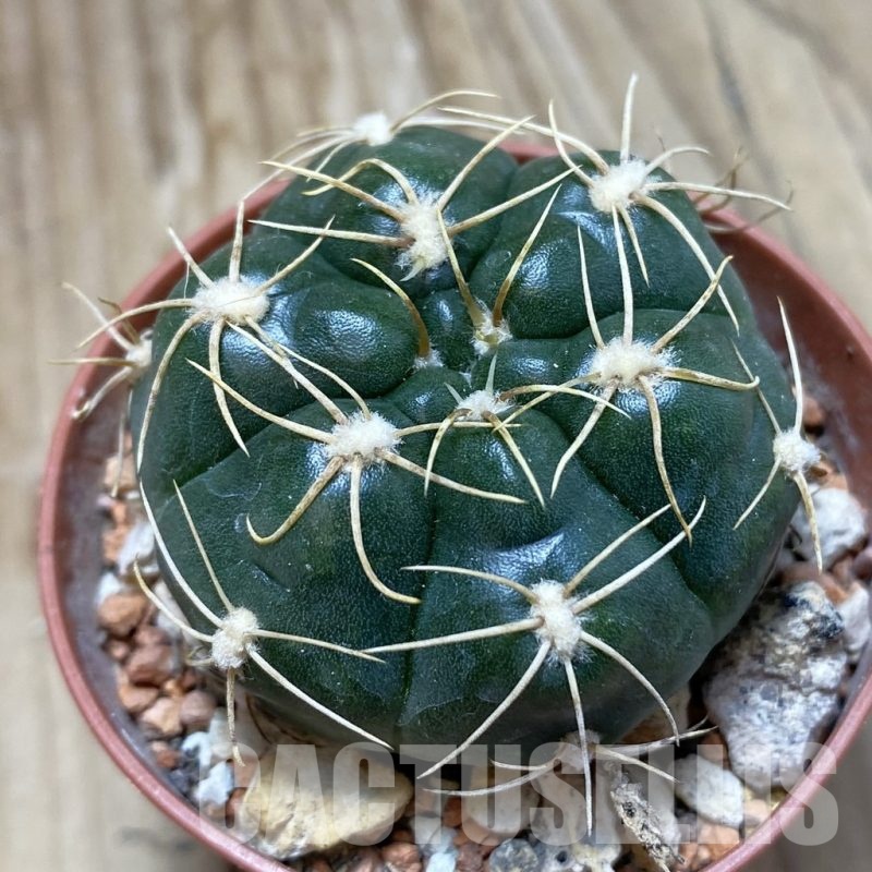 SH18261 Gymnocalycium denudatum 'Jan Suba'