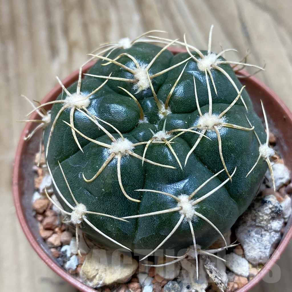 SH18261 Gymnocalycium denudatum 'Jan Suba'