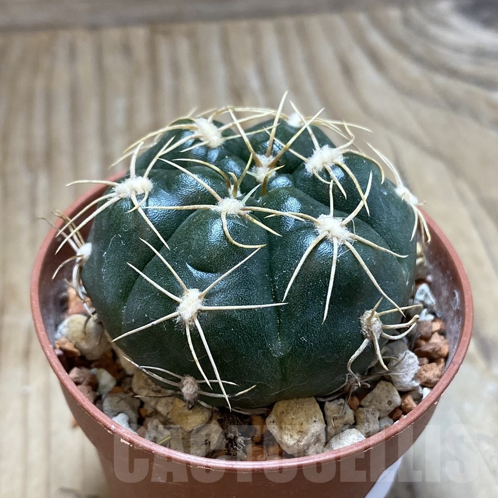 SH18261 Gymnocalycium denudatum 'Jan Suba' - immagine 2