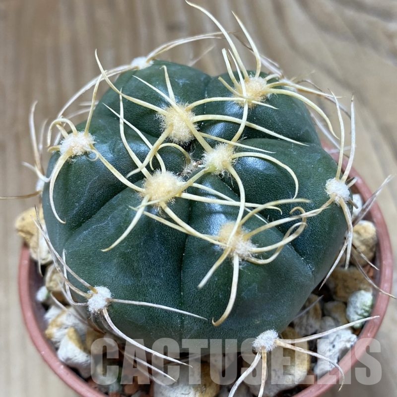 SH18262 Gymnocalycium denudatum