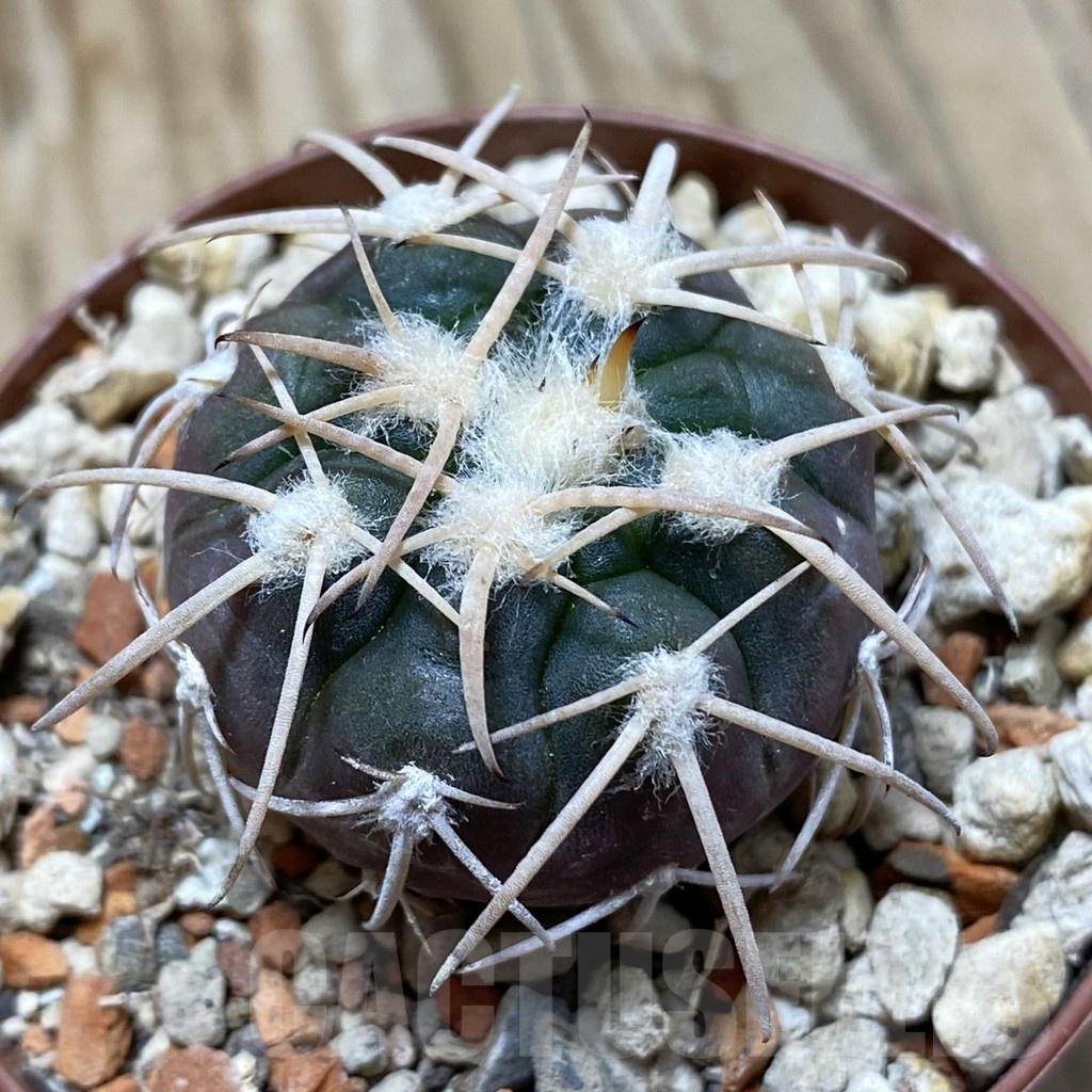 SH18263 Gymnocalycium spegazzinii -El Obelisco-