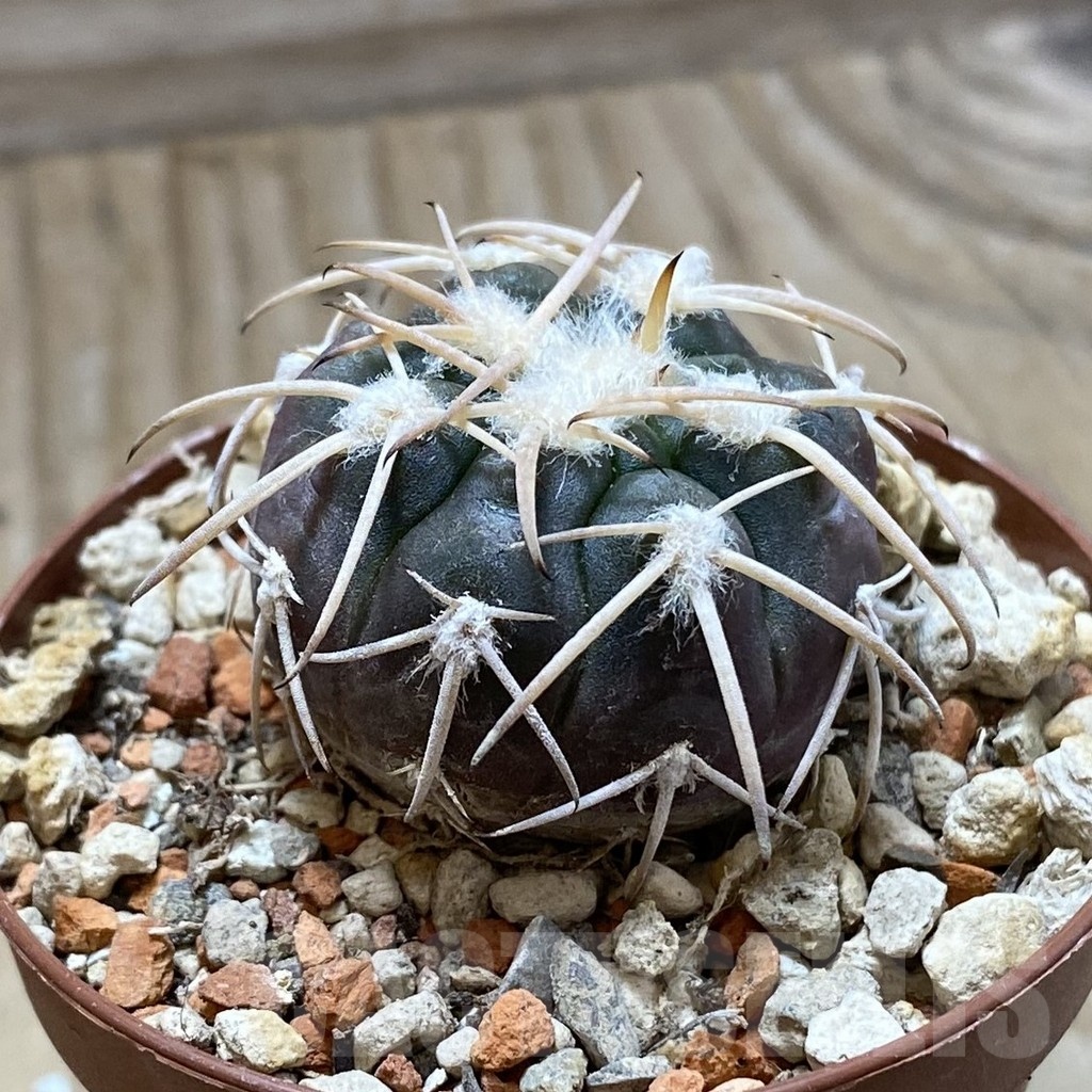 SH18263 Gymnocalycium spegazzinii -El Obelisco- - Image 2