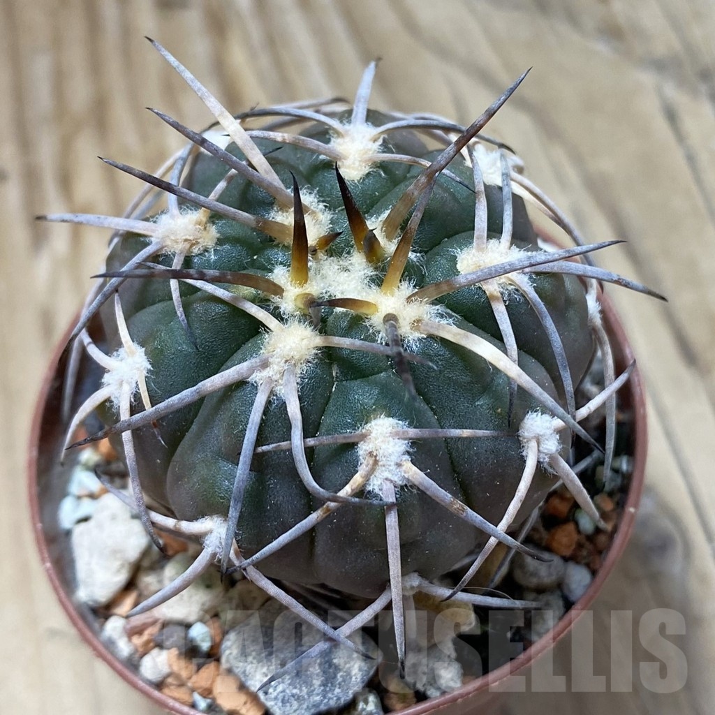 SH18264 Gymnocalycium spegazzinii LF 45
