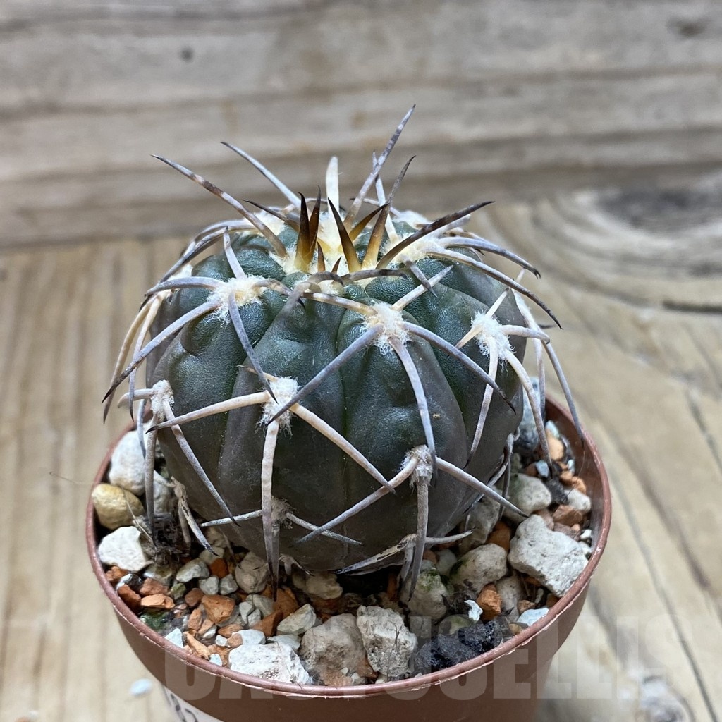 SH18264 Gymnocalycium spegazzinii LF 45 - immagine 2