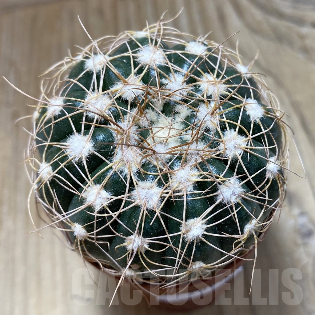SH18266 Notocactus uebelmannianus