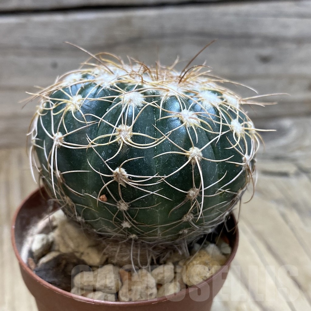 SH18266 Notocactus uebelmannianus – Bild 2