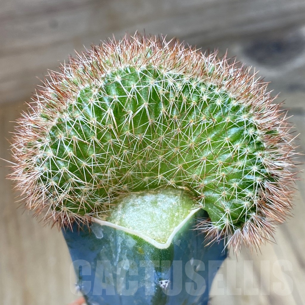 SH18270 Echinocereus reichenbachii f. cristata, grafted