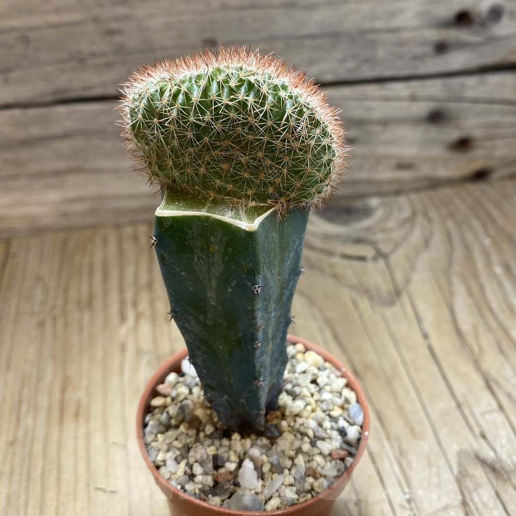 SH18270 Echinocereus reichenbachii f. cristata, grafted - Зображення 2