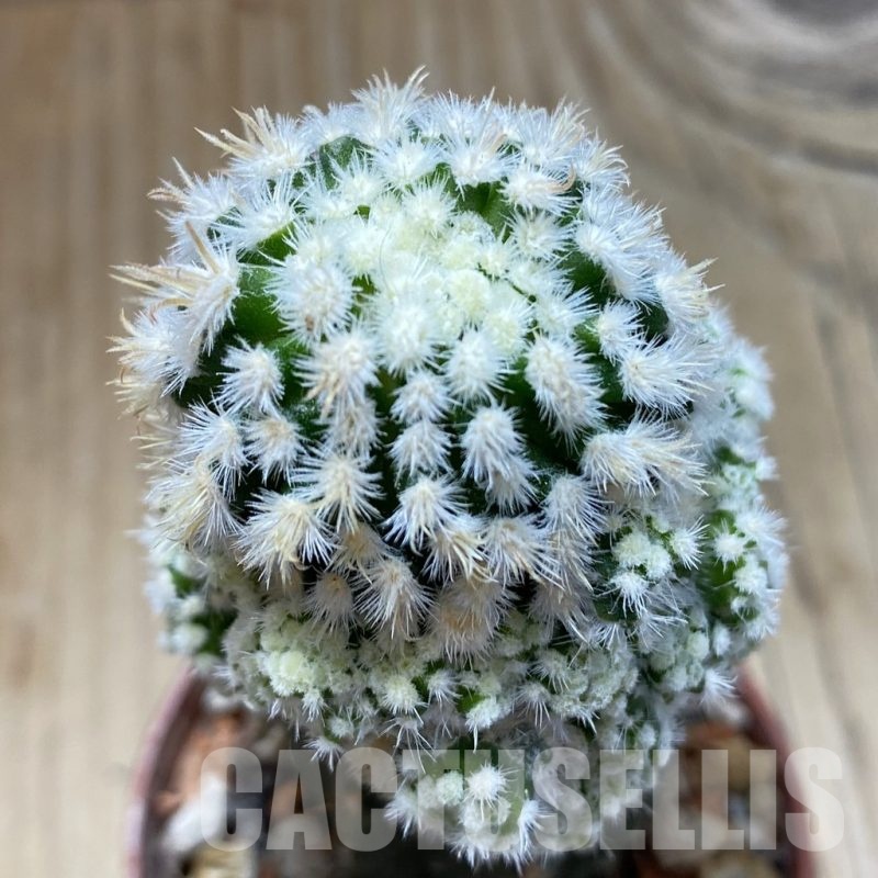 SHP18272 Mammillaria duwei f. monstrosa, grafted