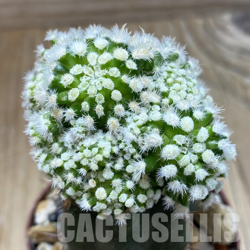 SHP18273 Mammillaria duwei f. monstrosa, grafted