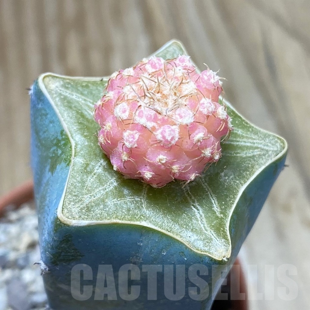 SH18274 Gymnocalycium ragonesei f. variegata, grafted