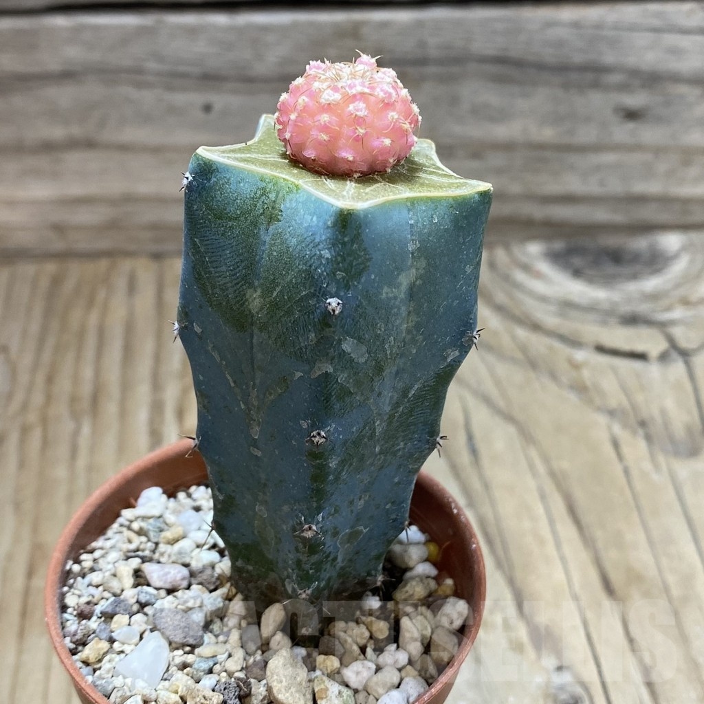 SH18274 Gymnocalycium ragonesei f. variegata, grafted - Image 2