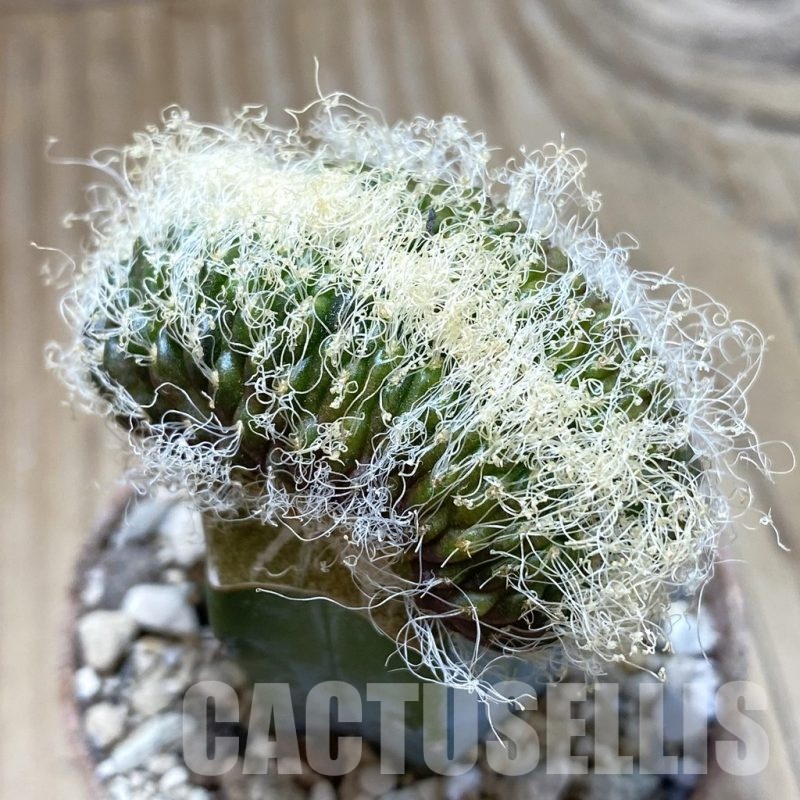 SH18275 Sulcorebutia patriciae f. cristata, grafted