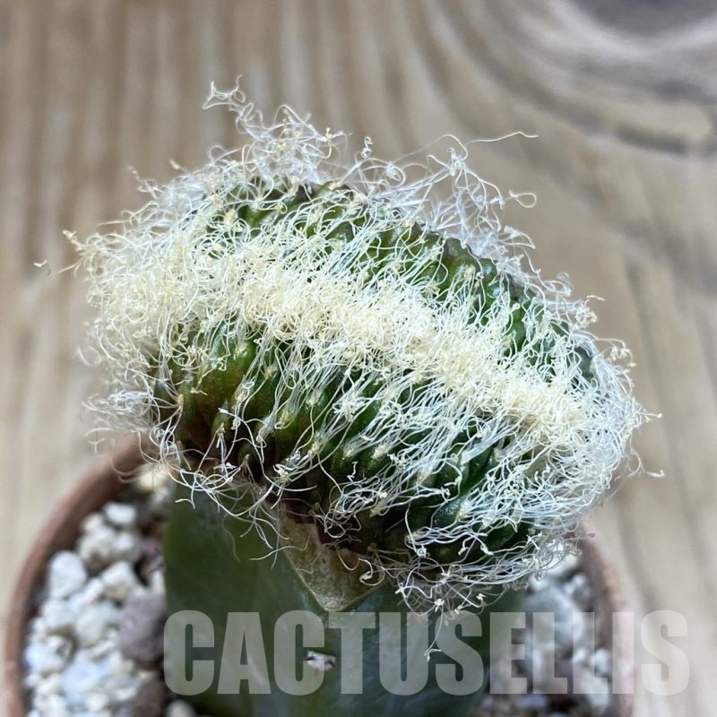 SH18277 Sulcorebutia patriciae f. cristata, grafted