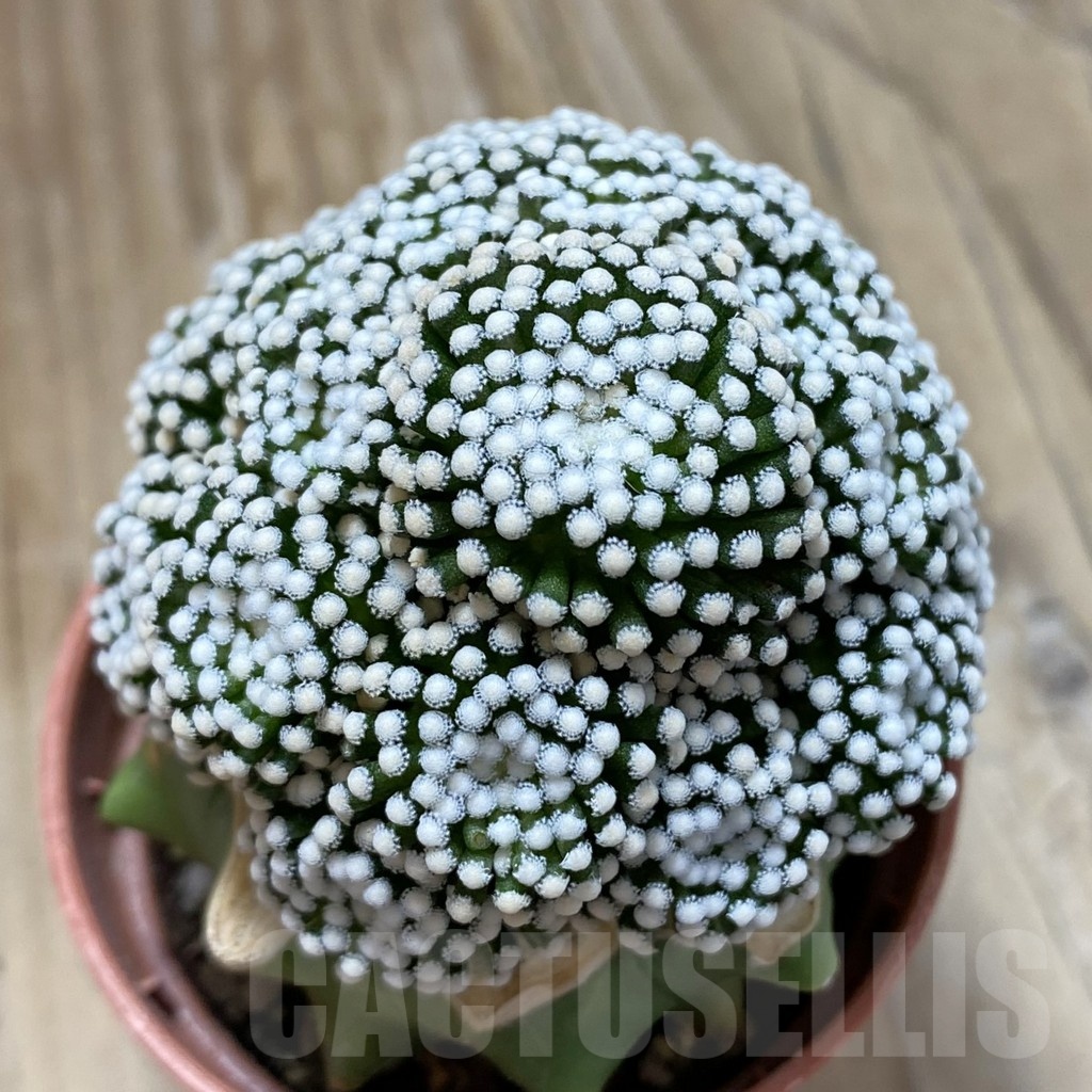 SH18285 Mammillaria luethyi MZ 1753, grafted