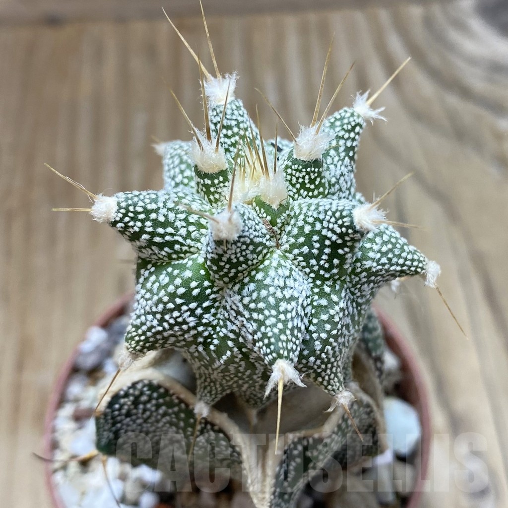 SH18286 Astrophytum ornatum 'Kikko', grafted