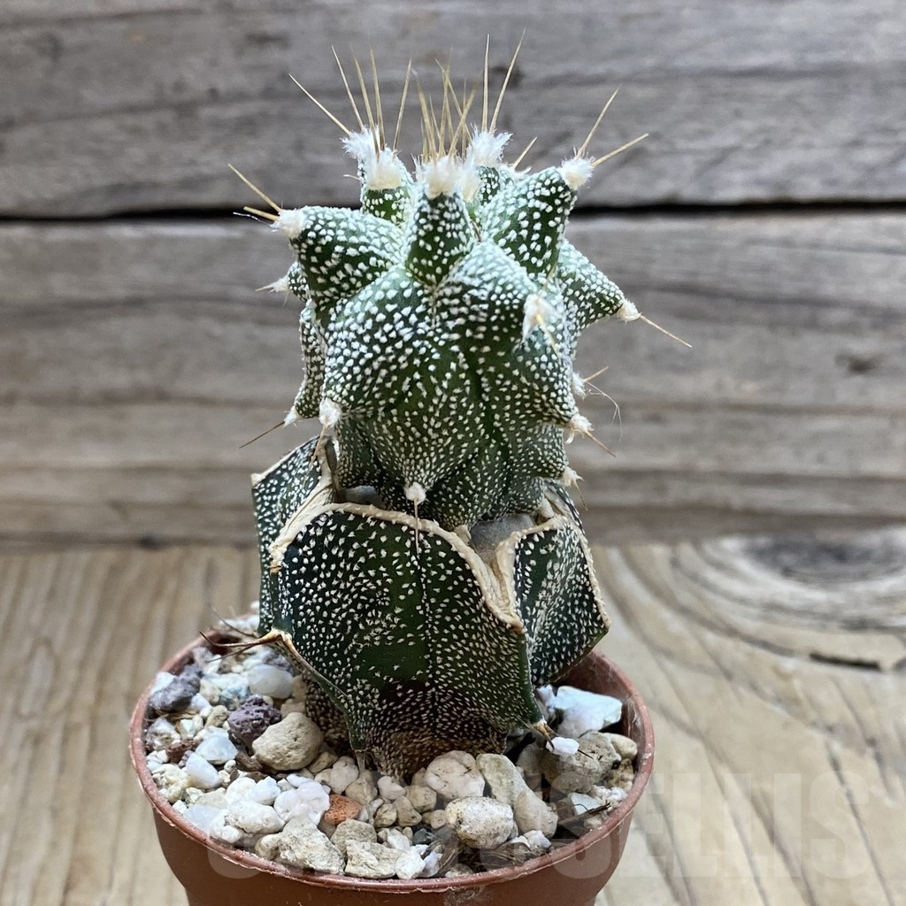 SH18286 Astrophytum ornatum 'Kikko', grafted - Imagen 2