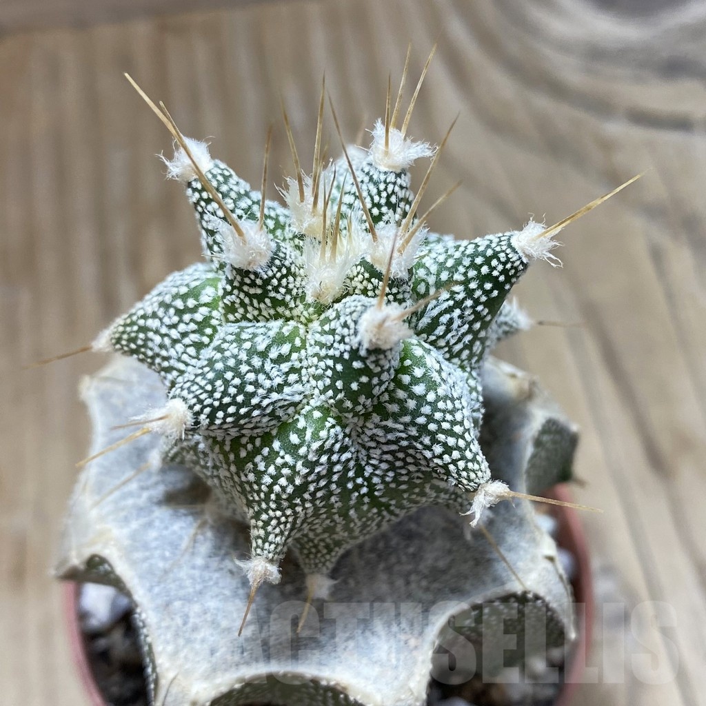SH18287 Astrophytum ornatum 'Kikko', grafted