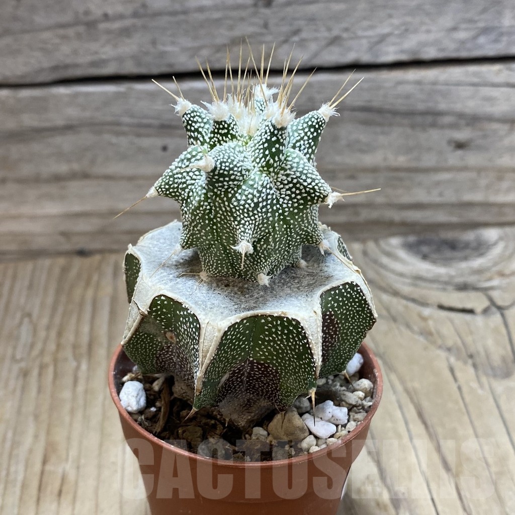 SH18287 Astrophytum ornatum 'Kikko', grafted - Obrázek 2