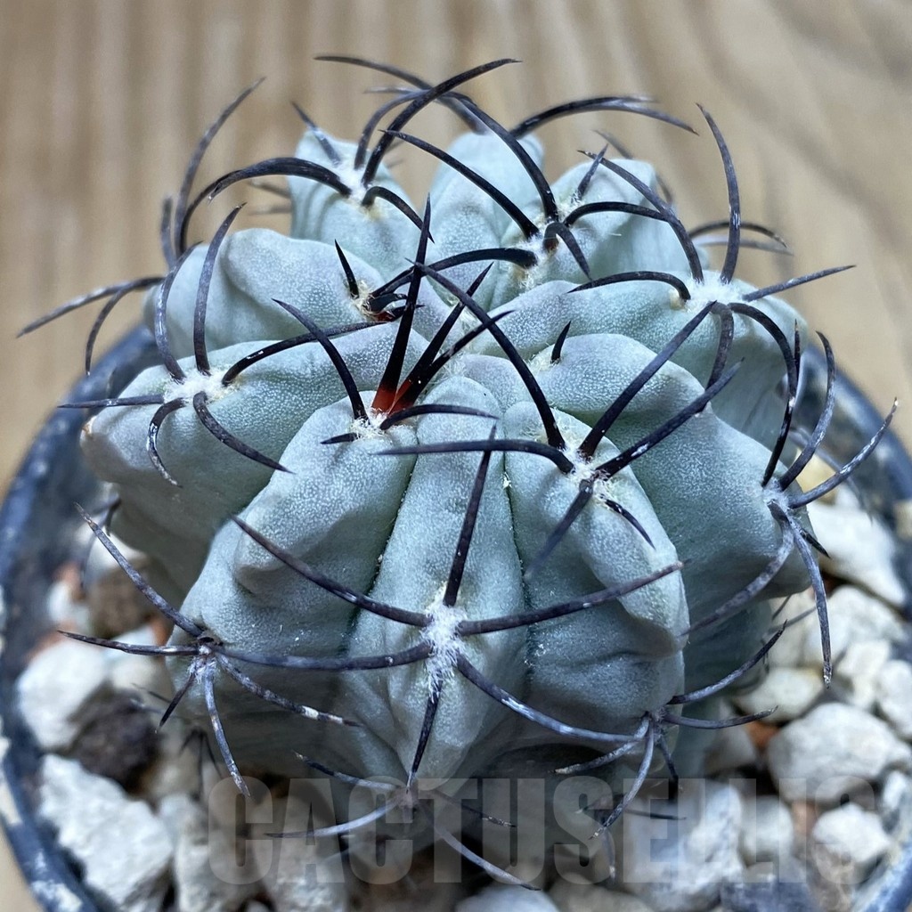 SH18224 Eriosyce paucicostata