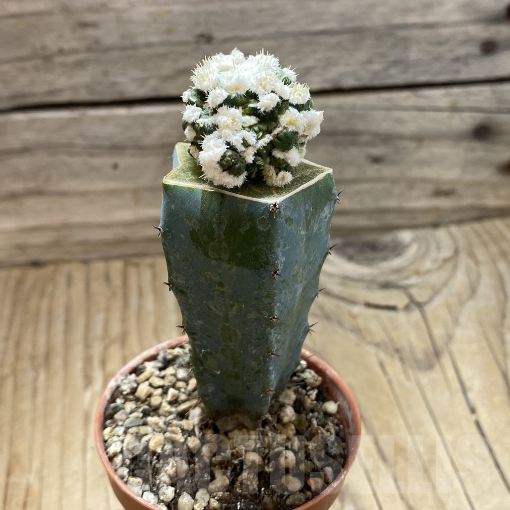 SH18289 Obregonia denegrii f. monstrosa, grafted - Image 2