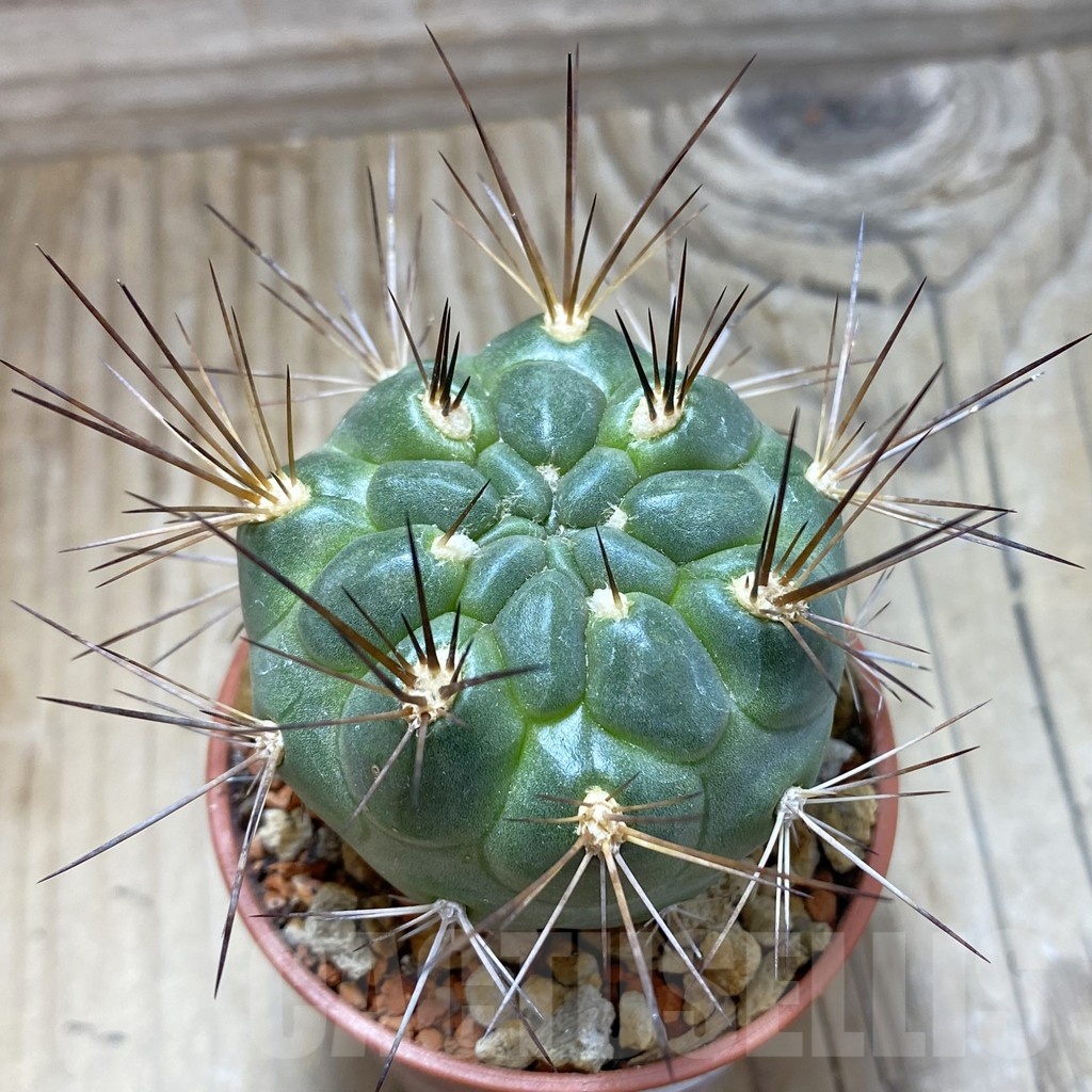 SH18231 Weingartia lecoriensis