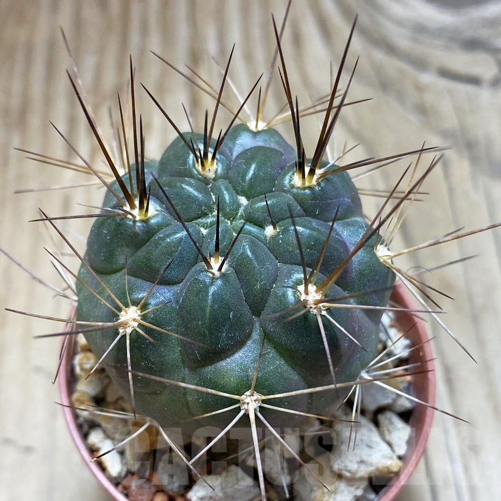 SH18232 Weingartia lecoriensis