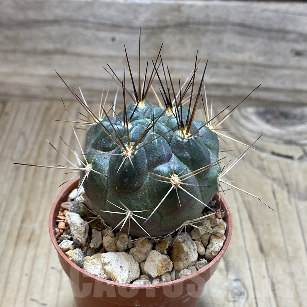 SH18232 Weingartia lecoriensis - 画像 (2)