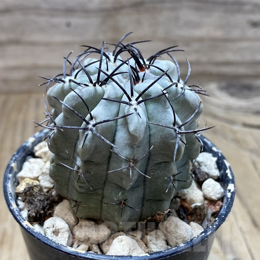 SH18224 Eriosyce paucicostata - Image 2