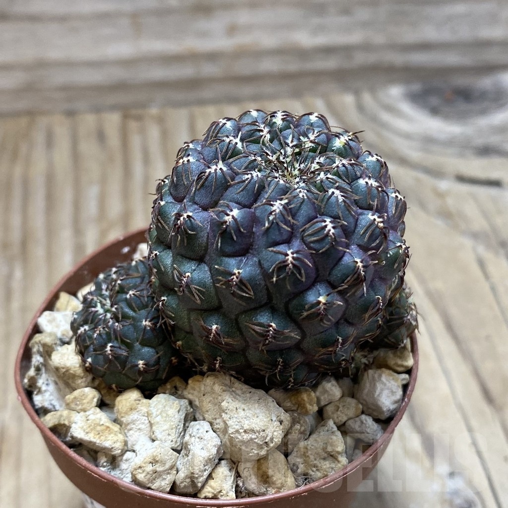 SH18233 Sulcorebutia callichroma HS 078 - 画像 (2)