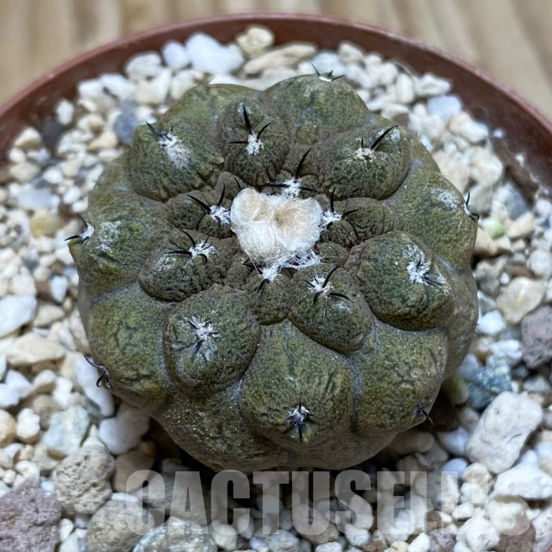 SH18238 Copiapoa hypogaea ‘Lizard Skin’