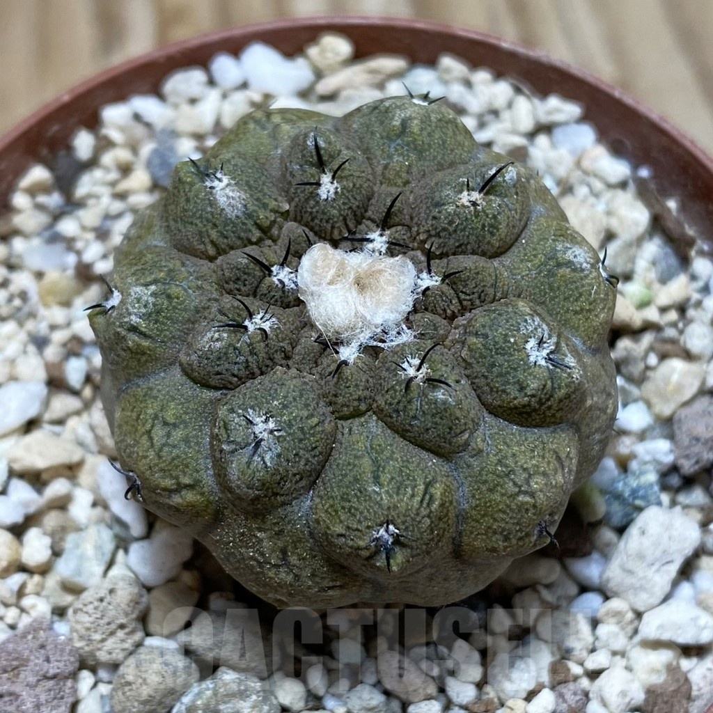 SH18238 Copiapoa hypogaea ‘Lizard Skin’