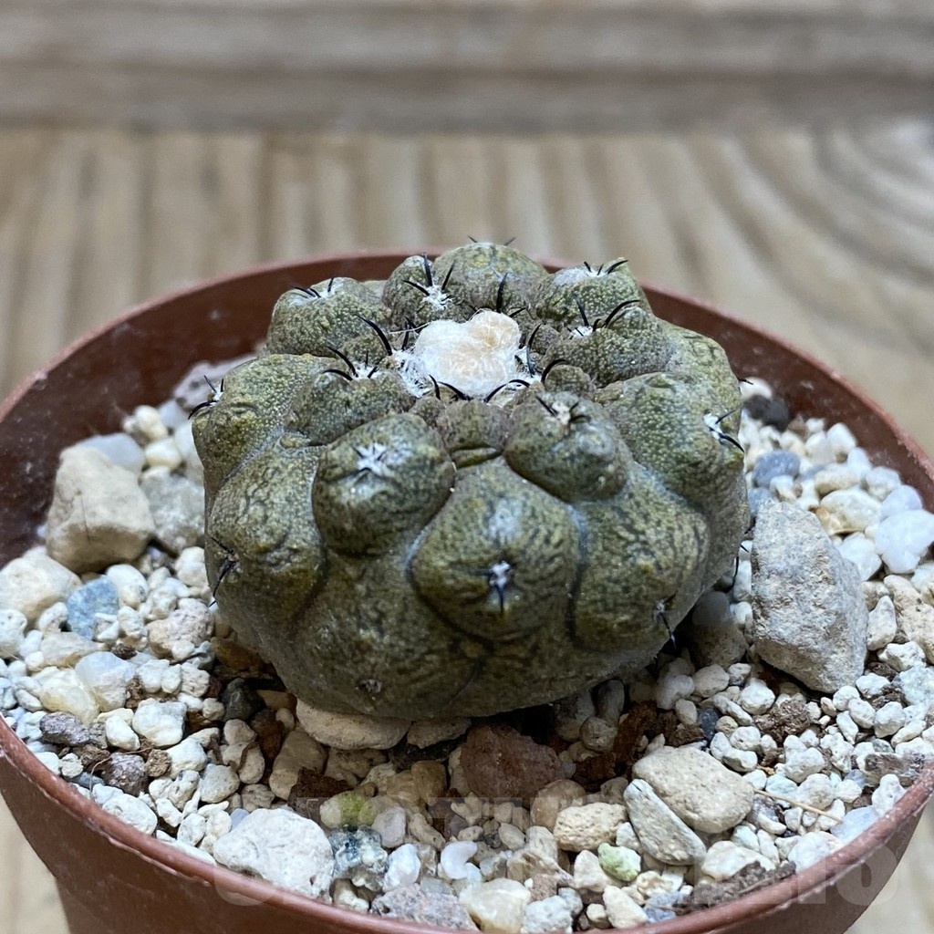 SH18238 Copiapoa hypogaea ‘Lizard Skin’ - Image 2