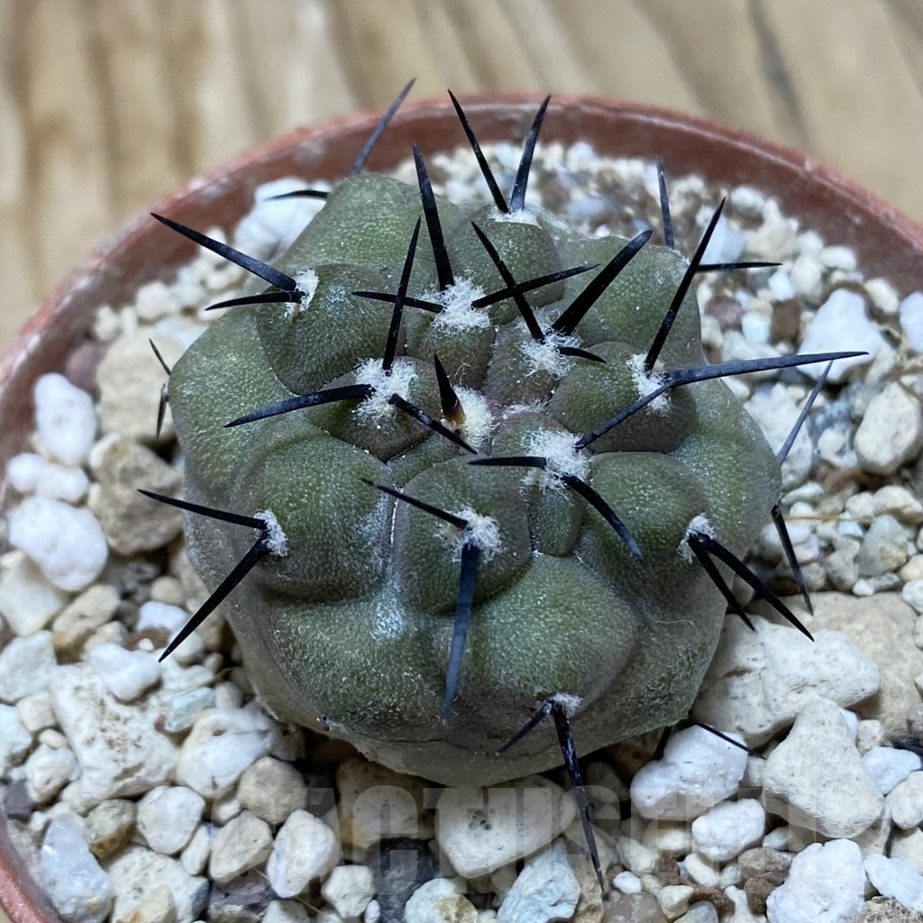 SH18239 Copiapoa cinerea PHA 2945