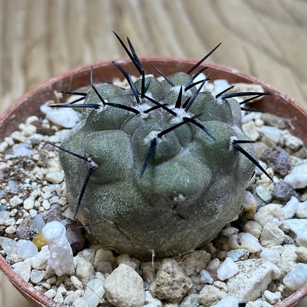 SH18239 Copiapoa cinerea PHA 2945 - Obrázek 2