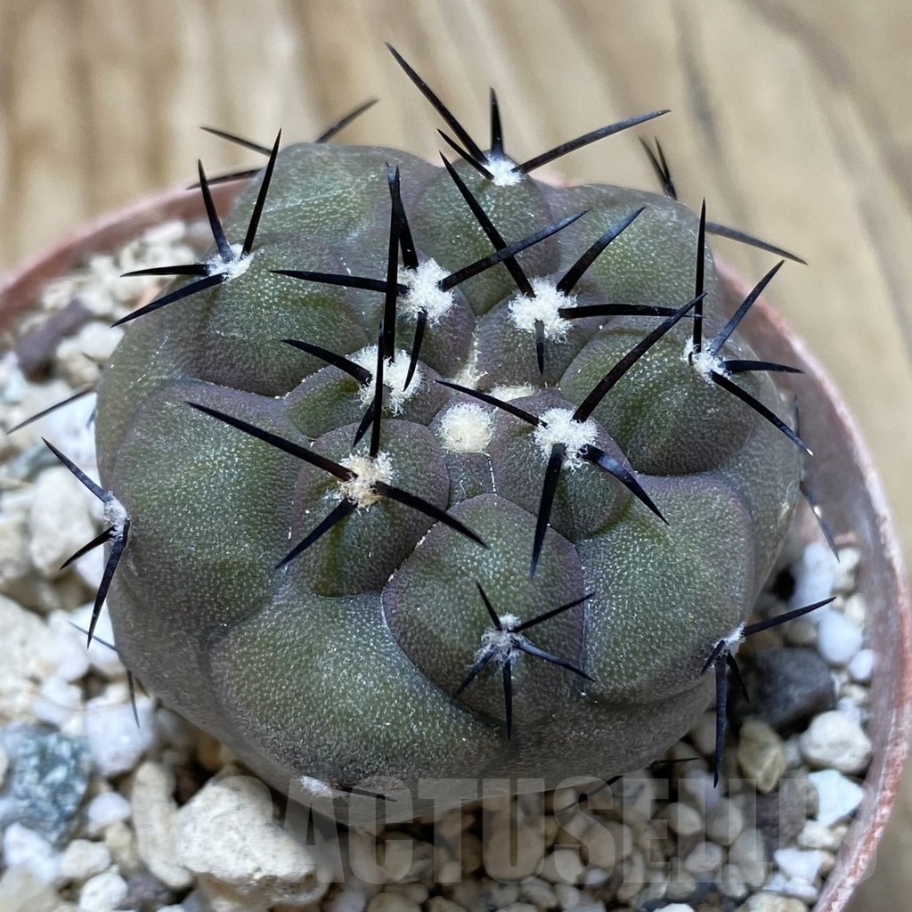 SH18240 Copiapoa cinerea PHA 2945