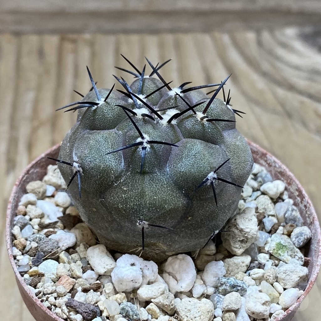 SH18240 Copiapoa cinerea PHA 2945 - immagine 2