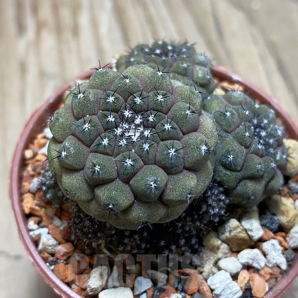 SH18241 Copiapoa hypogaea v. barquitensis