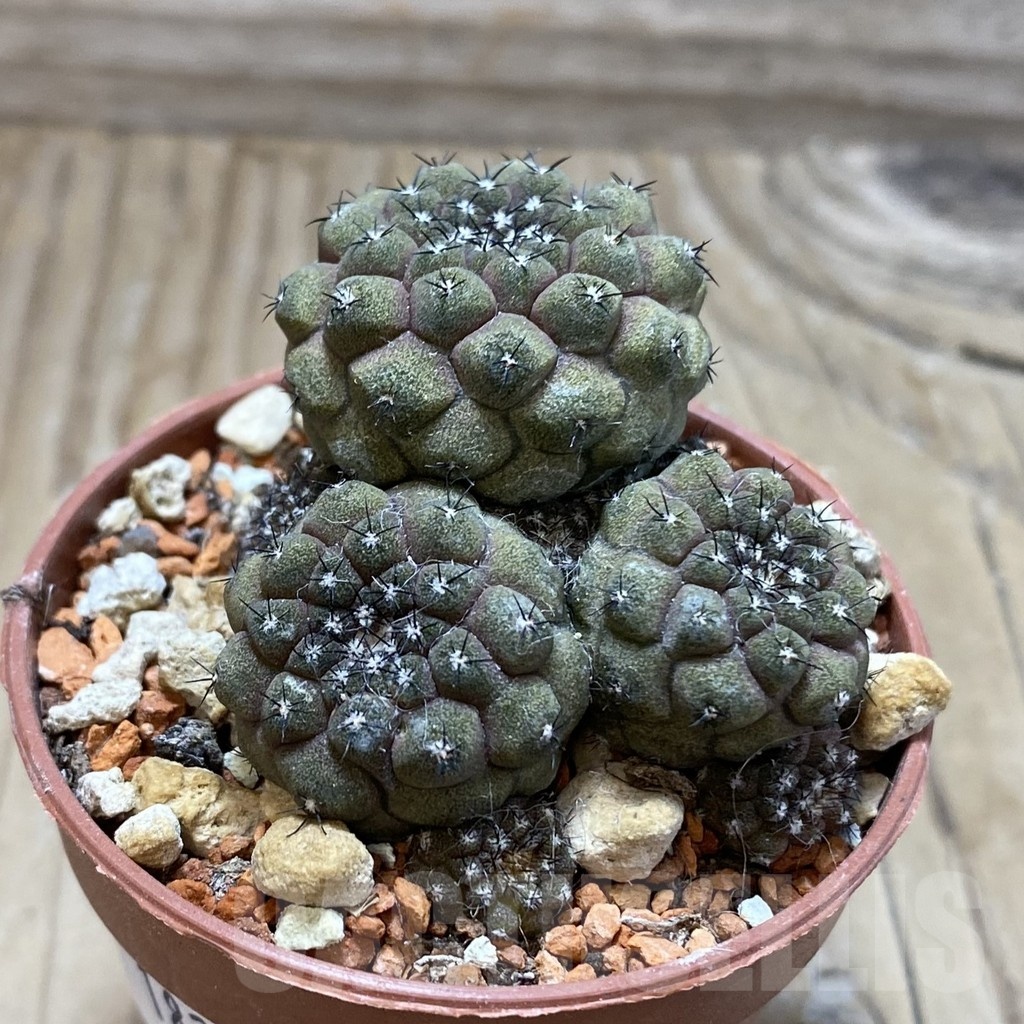 SH18241 Copiapoa hypogaea v. barquitensis - Image 2