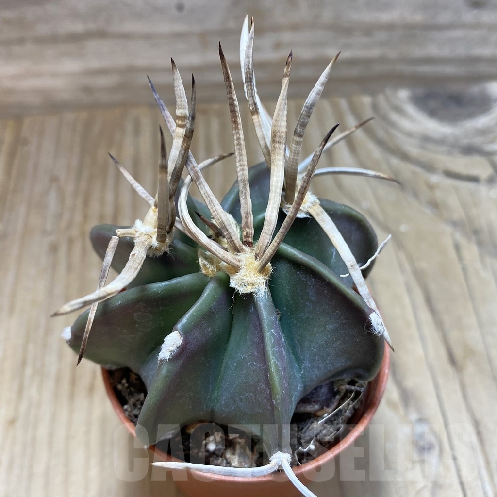 SH18242 Astrophytum capricorne 'Buffalo'