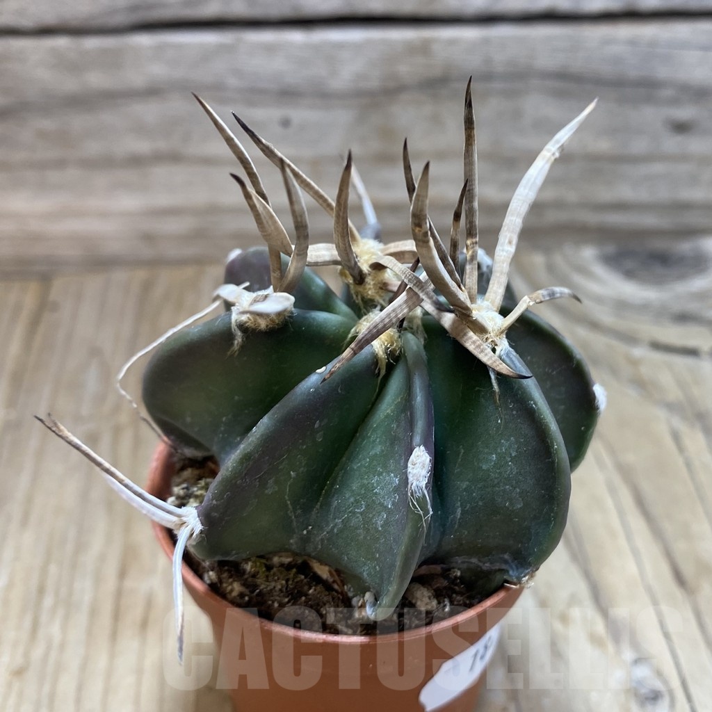 SH18242 Astrophytum capricorne 'Buffalo' - Image 2