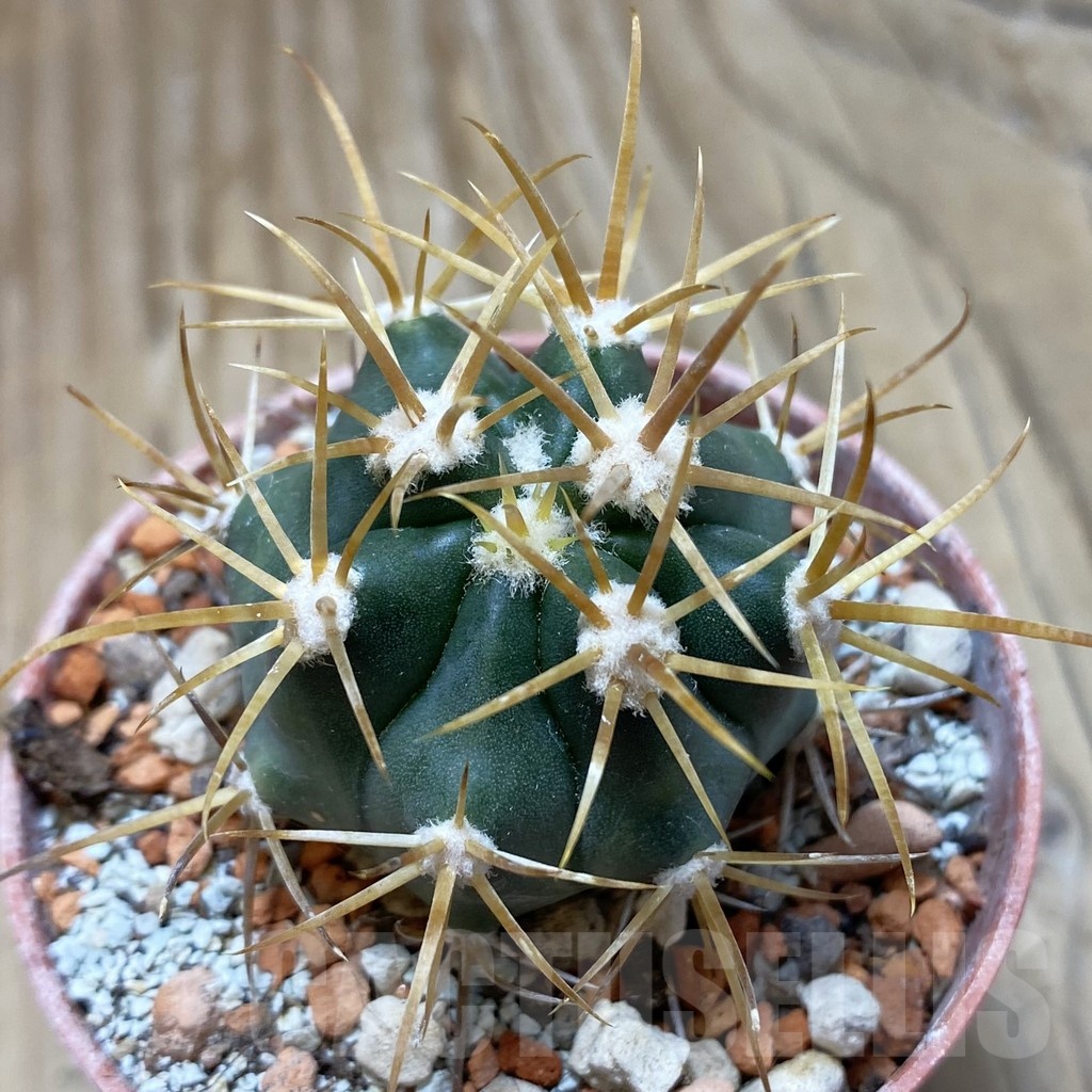 SH18244 Ferocactus chrysacanthus